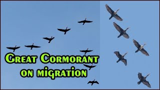 Great Cormorant on migration  Cormorant bird  Great Cormorants Flying in Formation  4K [upl. by Albric]