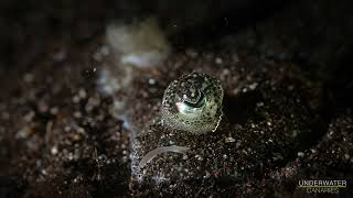 Incredible fish eye  Underwater Canaries [upl. by Snilloc890]