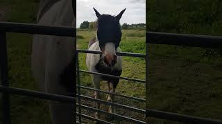 I see a horse with flys on horse horsefly [upl. by Nauq]