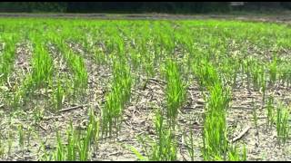 Direct Dry Seeded Rice production technology [upl. by Harts]