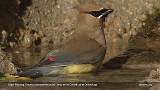 Cedar Waxwing [upl. by Llecrep]