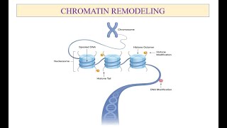 Chromatin Remodeling [upl. by Andriette]