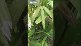 Broadleaf lady 🌴Palm all about nature farming trueevents741 [upl. by Ajan]