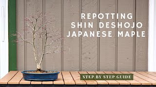 Repotting Shin Deshojo Japanese Maple Bonsai  Step by Step guide [upl. by Silin]