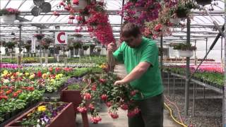 Caring for Fuchsia Baskets with Chip [upl. by Lertsek]