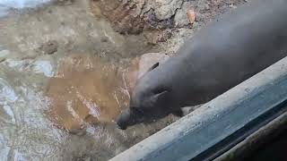 Babirusa at Louisville Zoo 83124 [upl. by Vaas]