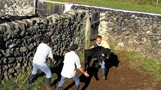 Wild Calves  Giving Vitamines Cattle Ranch JAF  Dia de Medicação [upl. by Metcalf]