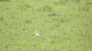 wheatear [upl. by Rayle383]