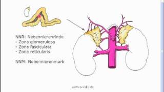 Endokrinologie 1 [upl. by Atrim289]