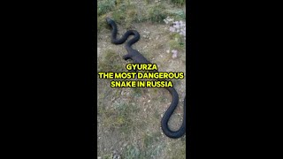 Gyurza The Most Dangerous Snake in Russia shorts animals nature [upl. by Ayoted150]