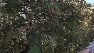 Trimming and pruning Weigela florida Variegata [upl. by Aitel136]