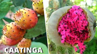 10 Frutas Brasileiras Nativas da CAATINGA Mais INCRÍVEIS e CURIOSAS [upl. by Neisa75]