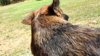 How To deShed your German Shepherd Dog [upl. by Rebmik]