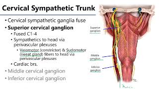 Cervical Sympathetic Trunks LO3  M1 Anatomy Learning Objectives [upl. by Tychon350]