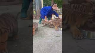 🐯🐯🐯OMG Let’s go it’s time to eat tigercub tiger kitten foryou fpy cute kitty zoo a [upl. by Seeto]