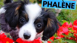 Phalène  TOP 10 Interesting Facts [upl. by Goines]