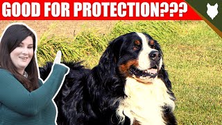 ARE BERNESE MOUNTAIN DOG GOOD GUARD DOGS [upl. by Appledorf928]