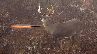 15 Archery Shots in 15 Minutes EPIC Bowhunting Highlights [upl. by Nnylamme699]