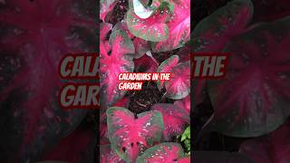 Caladiums in the Garden caladium plant plantshorts gardening garden gardening [upl. by Xerxes]