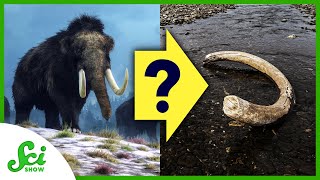 4 Mysterious Extinctions from Earth’s History [upl. by Calen644]