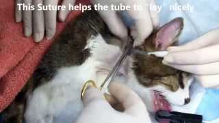 Etube placement Finger Trap Suturing in a cat [upl. by Jerrilee867]