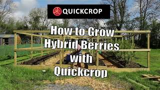 How to Grow Hybrid Berries with Quickcrop [upl. by Kcirdle]