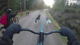 Kickbike mushing  with huskies and mexican hairless dog [upl. by Shirah]