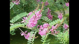 নীল গাছ নীল চাষ Indigofera tinctoria1min agri [upl. by Nessah463]