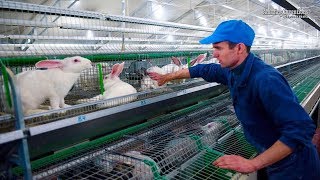 Intelligent Technology for Rabbit Farm Amazing Technology for Agriculture Modern Farm for Rabbits [upl. by Onstad]