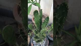 Opuntia cactusandsucculents opuntia cacti suculentas gardeningtips cactusgarden rooftopgarden [upl. by Hgalehs]