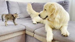 Golden Retriever Meets New Tiny Kitten For The First Time [upl. by Ratep]