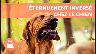 Mon chien fait des BRUITS avec sa GORGE 🐶 Éternuement inversé chez le chien [upl. by Notlil]