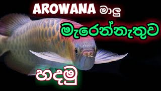 Arowana fish Sinhala දැනගතයුතු හැමදේම [upl. by Nwahsor]