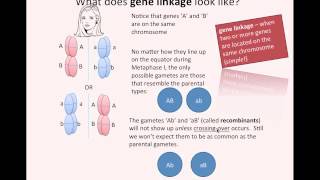 Gene Linkage IB Biology [upl. by Elamaj]