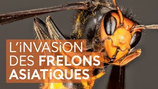 Bilan des connaissances sur linvasion du frelon asiatique [upl. by Theron797]