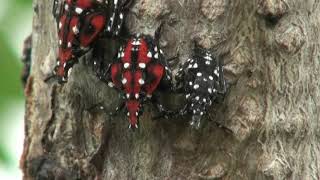 Spotted lanternfly life cycle 2021 [upl. by Clarice275]