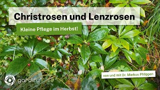 Christrosen und Lenzrosen Kleine Pflege im Herbst Was tun gegen Schwarze Flecken auf den Blättern [upl. by Fadden]