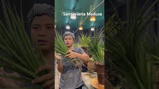 Sansevieria Medusa  Vẻ đẹp uốn lượn  Thức Garden [upl. by Auqenaj]