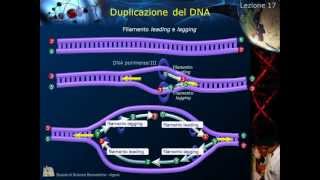 Citologia  Lezione 17 Duplicazione del DNA [upl. by Nahc388]