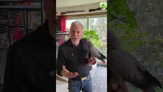 Le perroquet 🦜 video birds animal [upl. by Buderus]