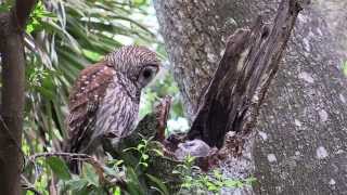 Nesting Barred Owl Part 1 [upl. by Anez19]