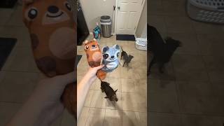 Giving My Miniature Dachshunds New Toys Today [upl. by Fakieh557]