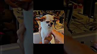 Best Dogs 💀😈 momentsbeforedisaster dogs viralvideo phonk edit memes danger capcut [upl. by Dorina]