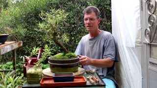 Willow Bonsai Aug 2014 [upl. by Boaten]