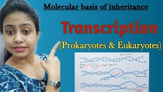 Transcription in Prokaryotes amp Eukaryotes Molecular basis of inheritance amp variation  Class 12th [upl. by Sehguh928]