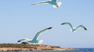 Einschlafgeräusche – Naturgeräusche Möwen Wind Wellen Nordsee 1 Stunde  60 Minuten [upl. by Ecinereb321]