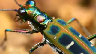 Cicindela duponti [upl. by Joelynn]