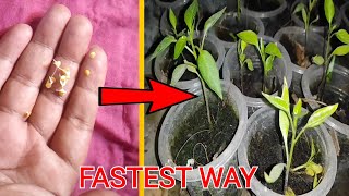 How to germinate pepper seed [upl. by Dalury6]