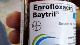 BAYTRIL Enrofloxacin antibacterial [upl. by Llehcam]