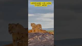 LEOPARD VS LION WHO IS STRONGER PART 02 leopard lion shorts shortsviral shortvideo feed [upl. by Yancy]